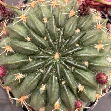 Lobivia cinnabarina