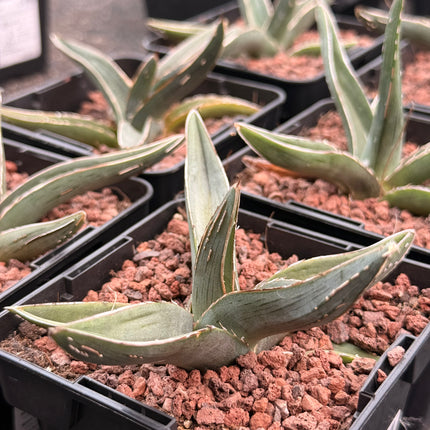 Agave ferdinandi-regis (agave rey fernando)