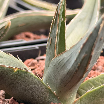 Agave ferdinandi-regis (agave rey fernando)