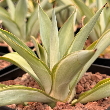 Agave desmettiana f. variegata