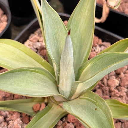 Agave desmettiana f. variegata