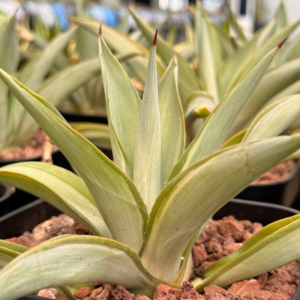 Agave desmettiana f. variegata