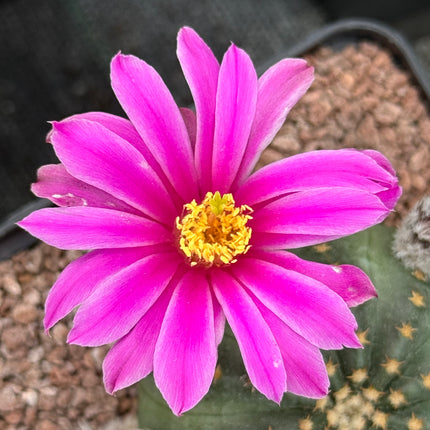Echinocereus pulchellus