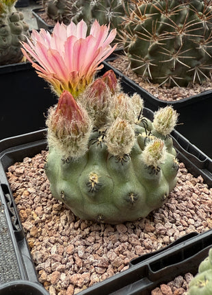 Neoporteria occulta