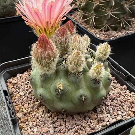 Neoporteria occulta