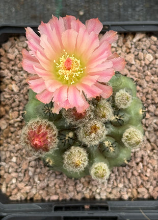 Neoporteria occulta