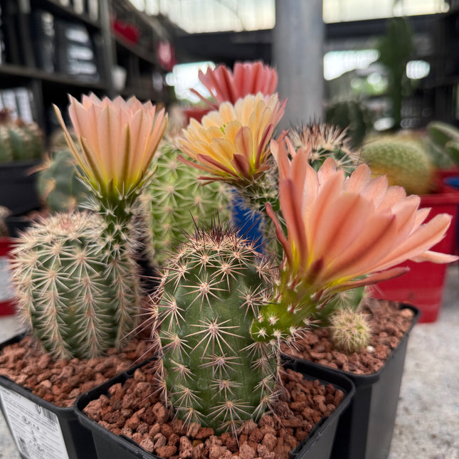 Echinocereus x roetteri