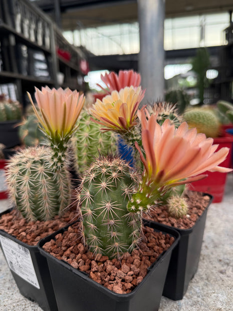 Echinocereus x roetteri
