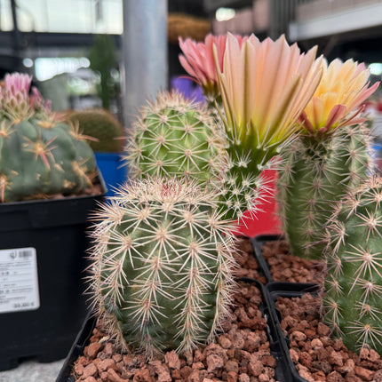 Echinocereus x roetteri