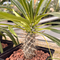 Collection image for: PACHYPODIUM
