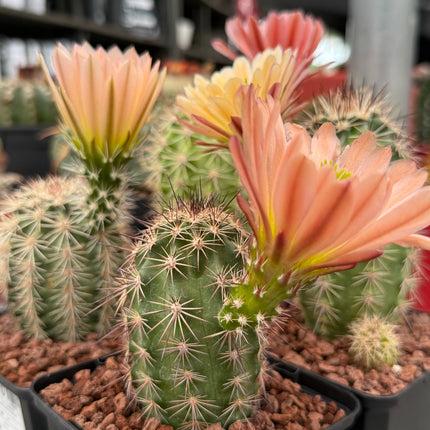 Echinocereus x roetteri