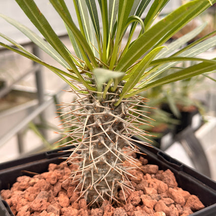 Pachypodium lamerei