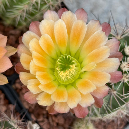 Echinocereus x roetteri
