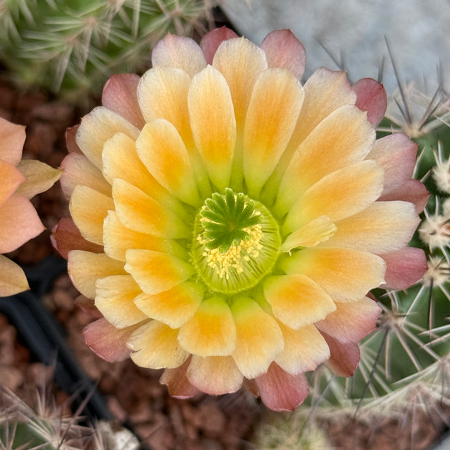Echinocereus x roetteri