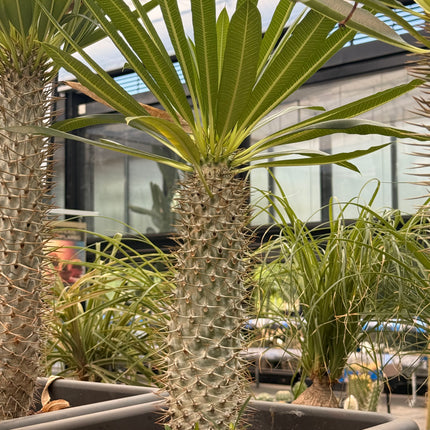 Pachypodium lamerei