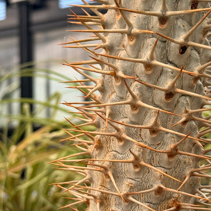 Pachypodium lamerei
