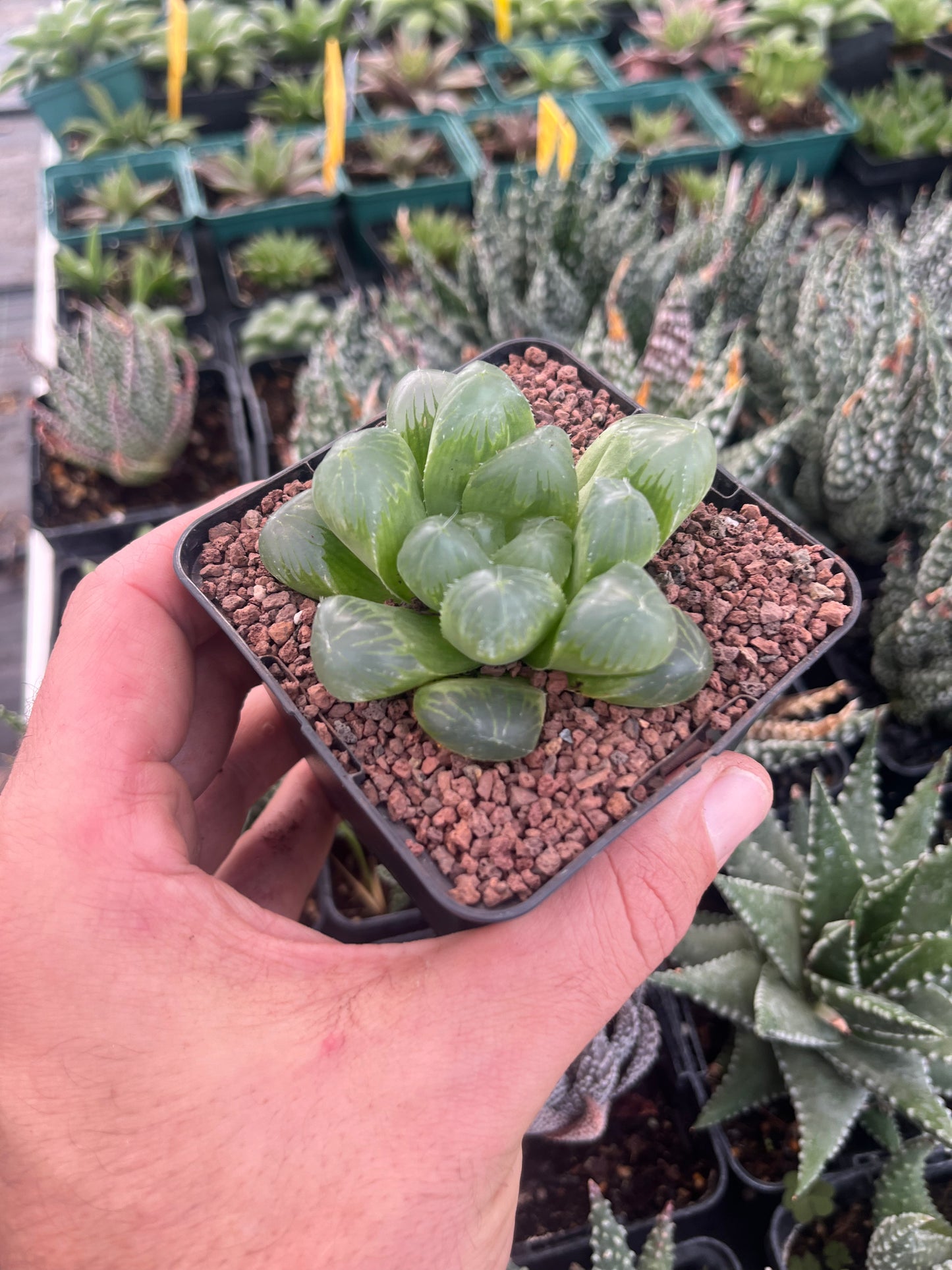 Haworthia 'Hace & ICY Window'