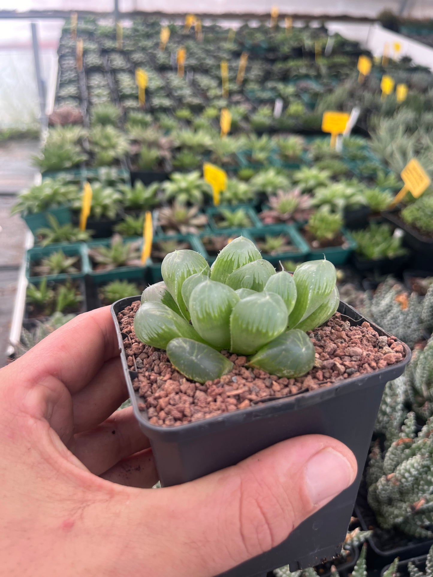 Haworthia 'Hace & ICY Window'