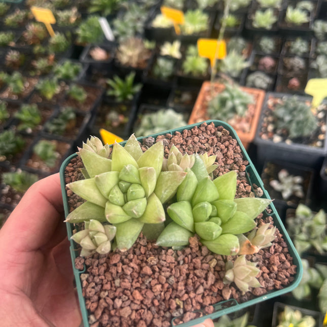 Haworthia batesiana lepida