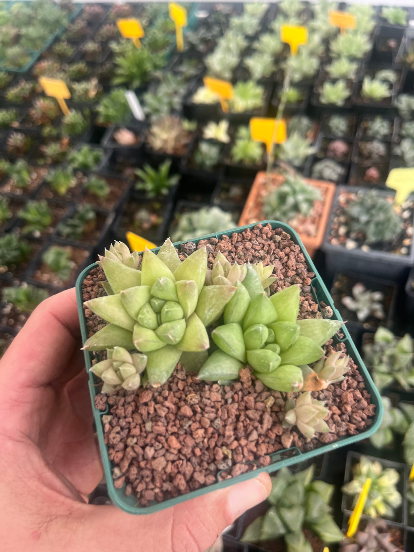 Haworthia batesiana lepida