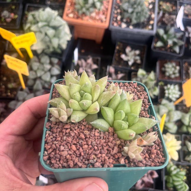 Haworthia batesiana lepida