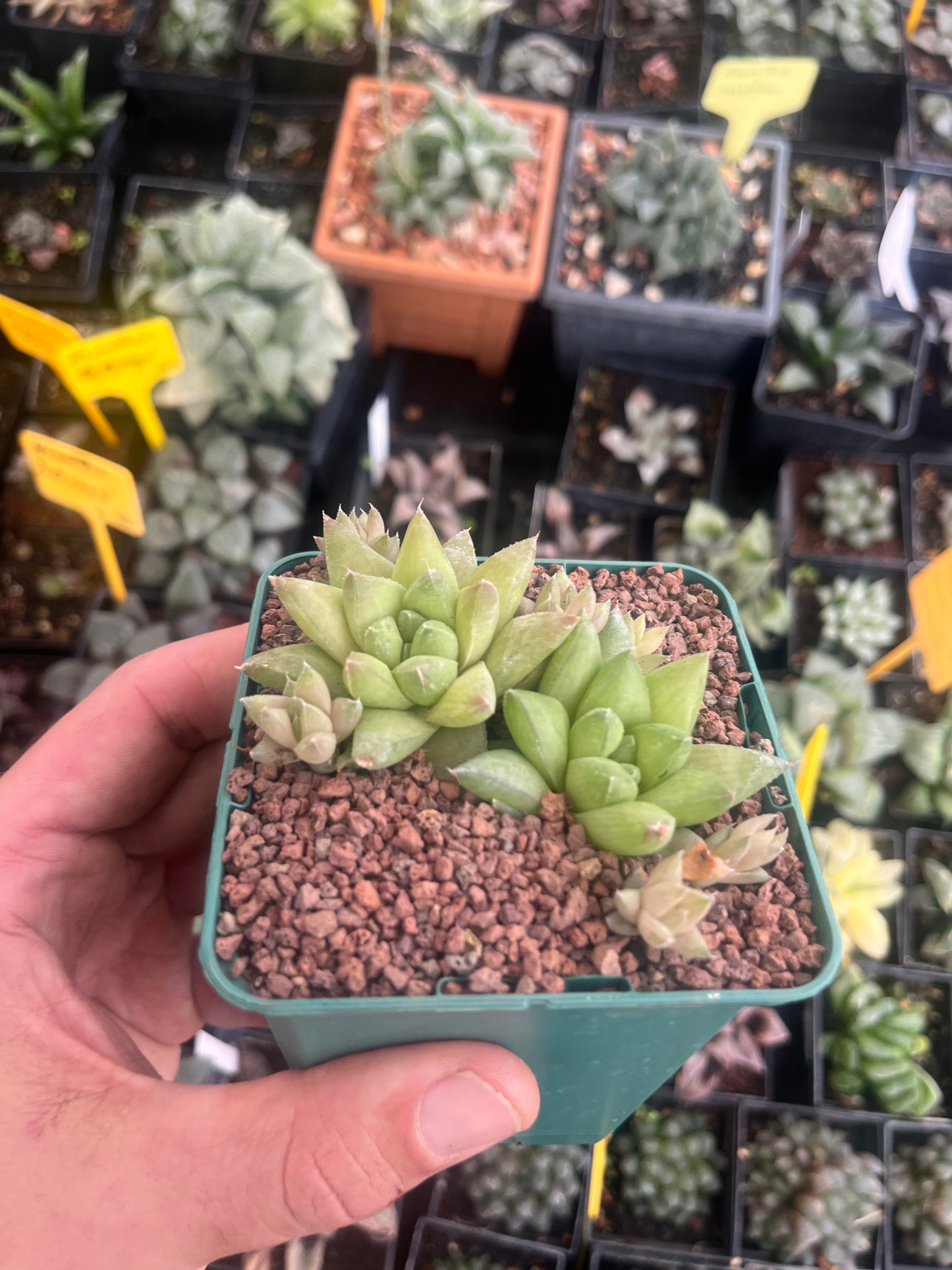 Haworthia batesiana lepida