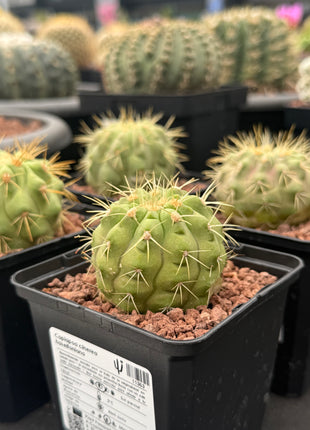 Copiapoa cinerea haseltoniana