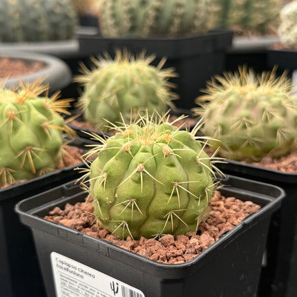 Copiapoa cinerea haseltoniana
