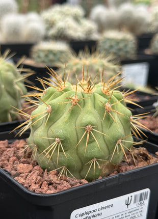 Copiapoa cinerea haseltoniana