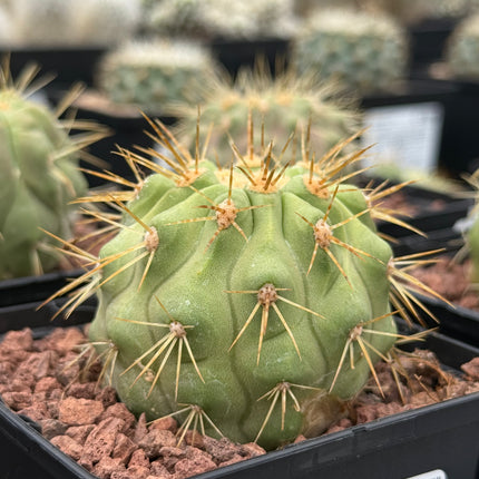Copiapoa cinerea haseltoniana