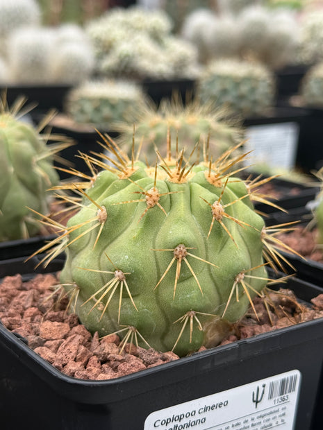 Copiapoa cinerea haseltoniana