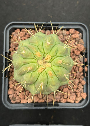 Copiapoa cinerea haseltoniana
