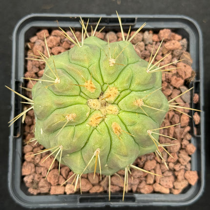 Copiapoa cinerea haseltoniana