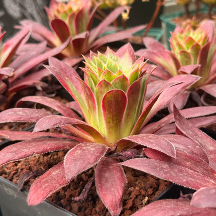 Aeonium ‘Black Magic’