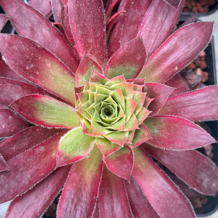 Aeonium ‘Black Magic’