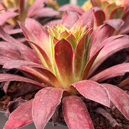 Aeonium ‘Black Magic’