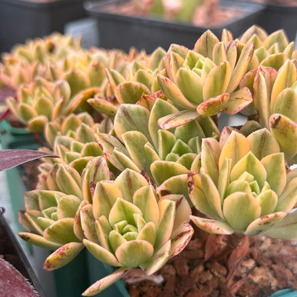 Aeonium ‘Sunburst’