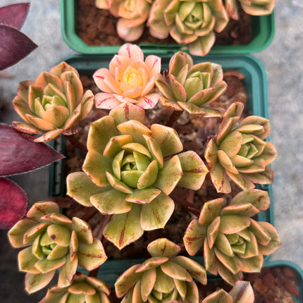 Aeonium ‘Sunburst’