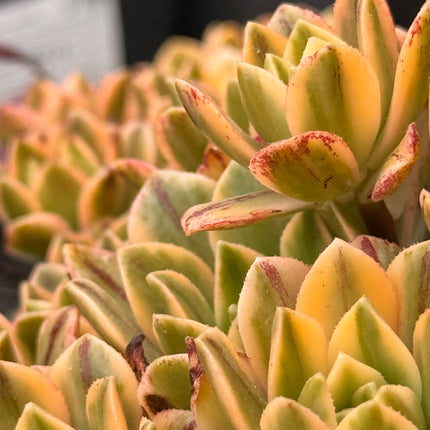 Aeonium ‘Sunburst’