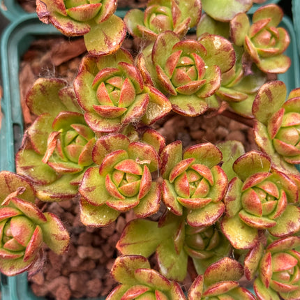 Aeonium ‘Bronze Medal’