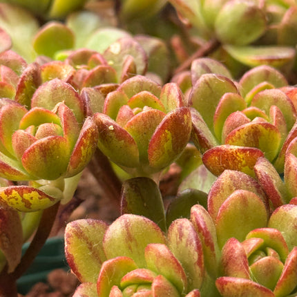 Aeonium ‘Bronze Medal’