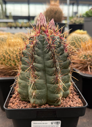 Thelocactus bicolor