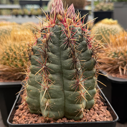 Thelocactus bicolor