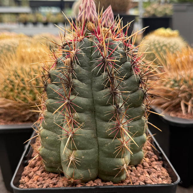 Thelocactus bicolor