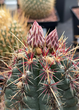 Thelocactus bicolor