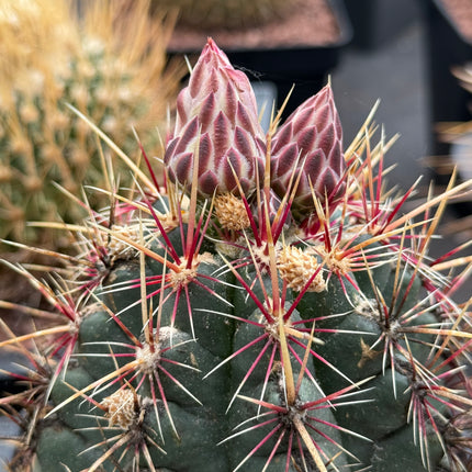 Thelocactus bicolor