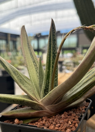 Gasteria 'Isomatsu'