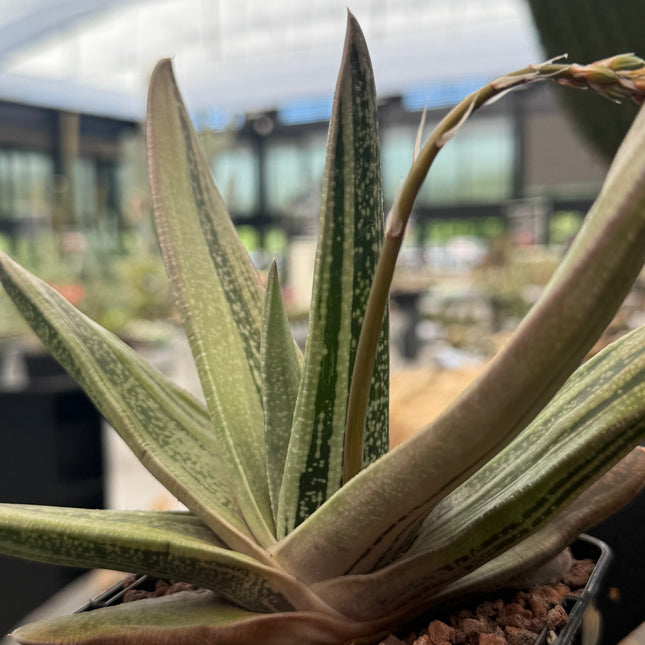 Gasteria ‘Isomatsu’