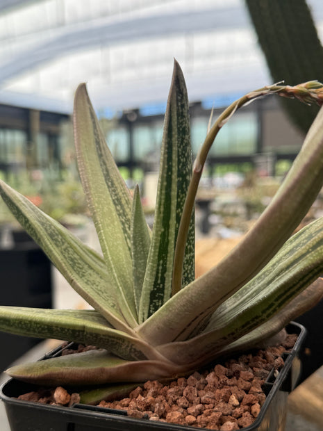 Gasteria ‘Isomatsu’