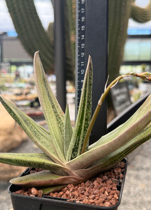 Gasteria 'Isomatsu'
